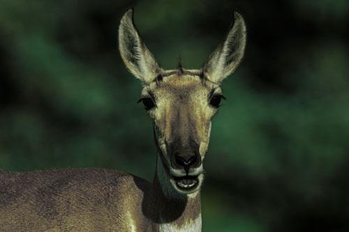 Open Mouthed Pronghorn Spots Intruder (Green Tint Photo)