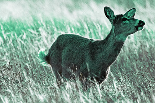 Open Mouthed White Tailed Deer Among Wheatgrass (Green Tint Photo)