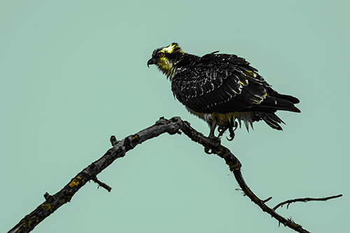 Osprey Hawk Balancing Among Bending Tree Branch (Green Tint)