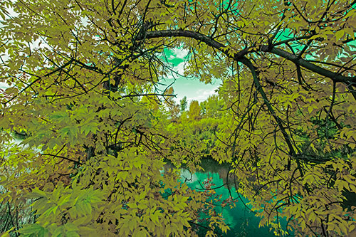 Overlooking River Through Bending Leaf Covered Autumn Tree Branch (Green Tint)
