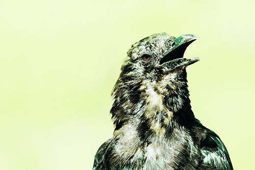 Panting Open Mouthed Crow Cooling Down Among Heat (Green Tint)
