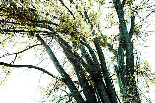 Partially Dead Fall Tree Trunks (Green Tint Photo)