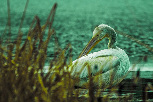 Pelican Grooming Beyond Water Reed Grass (Green Tint Photo)