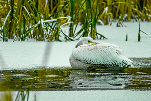 Pelican Resting Atop Ice Frozen Lake (Green Tint Photo)