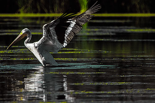 Pelican Takes Flight Off Lake Water (Green Tint Photo)