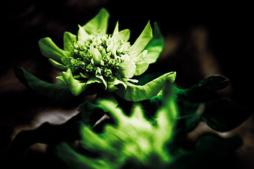 Peony Flower In Motion (Green Tint Photo)