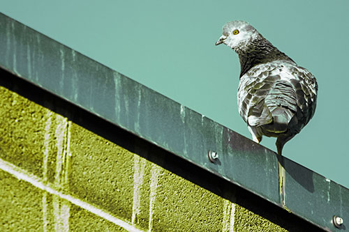 Pigeon Glances Backwards Atop Metal Roof Ledge (Green Tint)