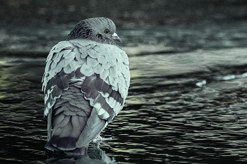 Pigeon Glancing Backwards Among River Water (Green Tint Photo)