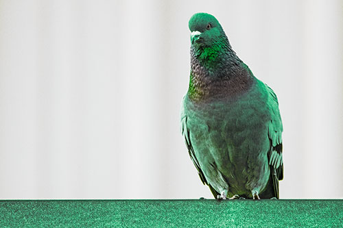 Pigeon Keeping Watch Atop Metal Roof Ledge (Green Tint)