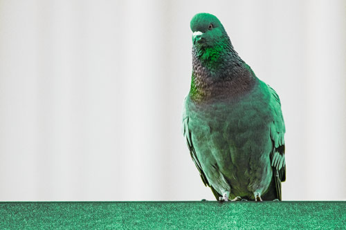 Pigeon Keeping Watch Atop Metal Roof Ledge (Green Tint Photo)