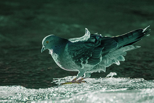 Pigeon Peeking Over Frozen River Ice Edge (Green Tint Photo)