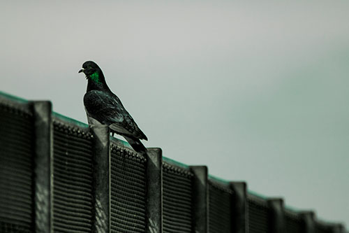 Pigeon Standing Atop Steel Guardrail (Green Tint Photo)