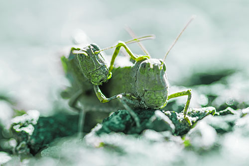 Piggybacking Grasshopper Goes For Ride (Green Tint Photo)