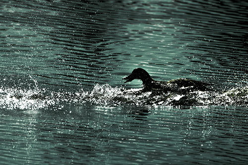 Playful Mallard Duck Gets Splashed Among Lake Horizon (Green Tint)