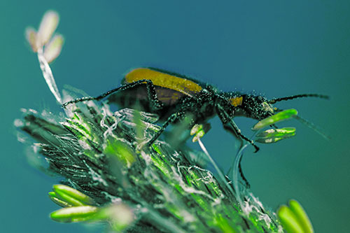 Pollen Covered Scarlet Malachite Beetle Hugging Flower Stem (Green Tint)