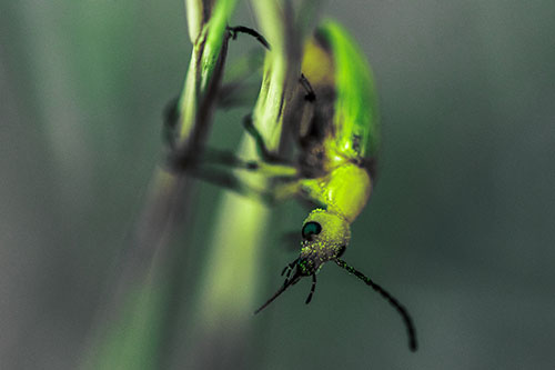 Pollen Faced Blister Beetle Hangs Onto Plant Stem (Green Tint)
