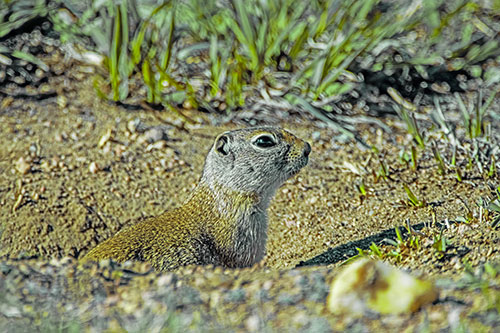 Prairie Dog Emerges From Dirt Tunnel (Green Tint)