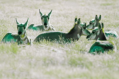 Pronghorn Herd Rest Among Grass (Green Tint Photo)