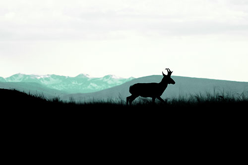 Pronghorn Silhouette On The Prowl (Green Tint Photo)