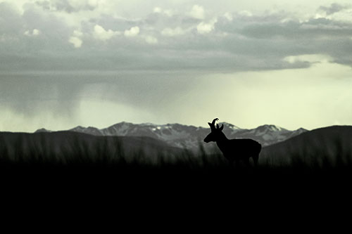 Pronghorn Silhouette Overtakes Stormy Mountain Range (Green Tint)