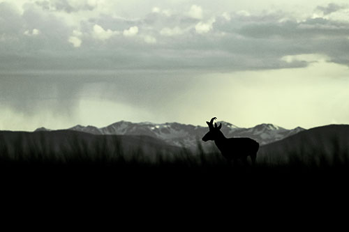 Pronghorn Silhouette Overtakes Stormy Mountain Range (Green Tint Photo)