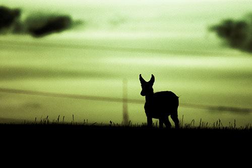 Pronghorn Silhouette Watches Sunset Atop Grassy Hill (Green Tint Photo)