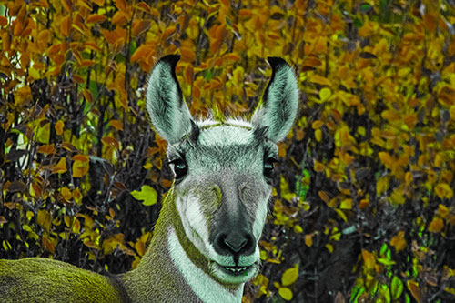 Pronghorn Snacking Among Autumn Leaves (Green Tint Photo)