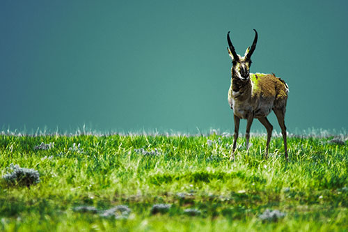 Pronghorn Standing Along Grassy Horizon (Green Tint Photo)