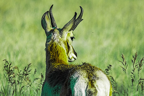 Pronghorn Watching Annoying Fly Buzzing Around (Green Tint)