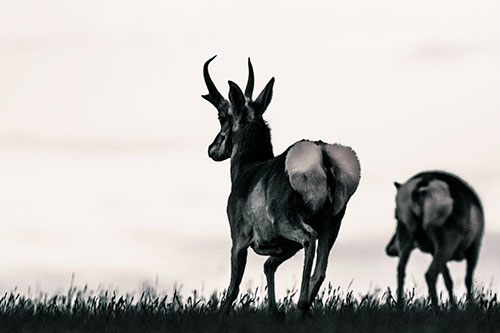 Pronghorns Begin Sprinting Towards Herd (Green Tint Photo)