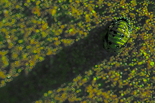 Pupa Convergent Lady Beetle Casts Shadow Among Sparkles (Green Tint Photo)