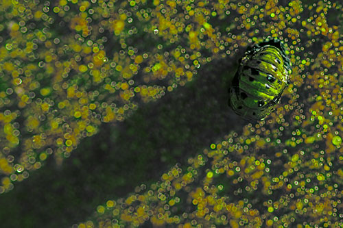 Pupa Convergent Lady Beetle Casts Shadow Among Sparkles (Green Tint)