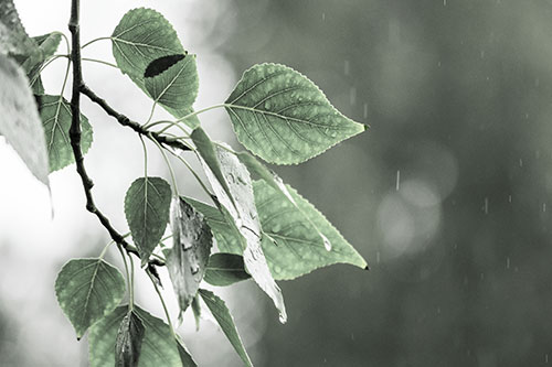 Rain Falling On Tree Leaves (Green Tint Photo)