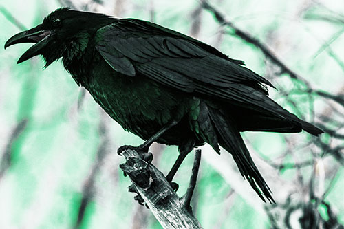 Raven Croaking Among Tree Branches (Green Tint Photo)