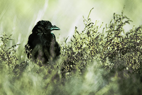 Raven Glancing Sideways Among Plants (Green Tint Photo)