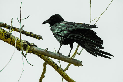 Raven Grips Onto Broken Tree Branch (Green Tint)