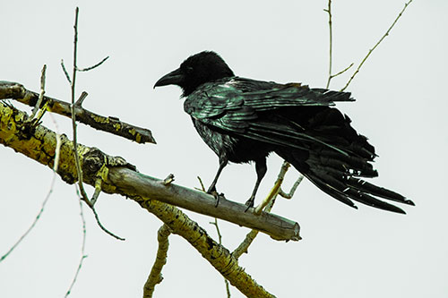Raven Grips Onto Broken Tree Branch (Green Tint Photo)