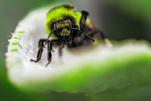 Red Belted Bumble Bee Crawling Flower Petal Edge (Green Tint)
