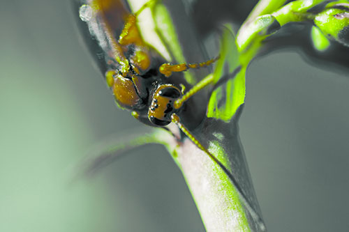 Red Wasp Crawling Down Flower Stem (Green Tint Photo)