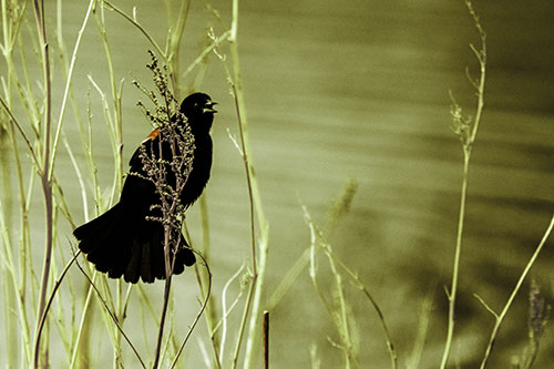 Red Winged Blackbird Chirping From Plant Top (Green Tint Photo)