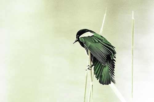 Red Winged Blackbird Clasping Onto Sticks (Green Tint Photo)