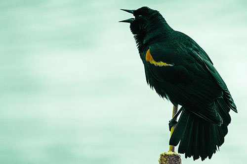 Red Winged Blackbird Singing Atop Cattail Branch (Green Tint)