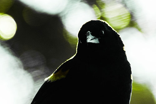 Red Winged Blackbird Tilting Head Among Sunlight (Green Tint)