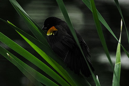 Red Winged Blackbird Watching Atop Water Reed Grass (Green Tint Photo)
