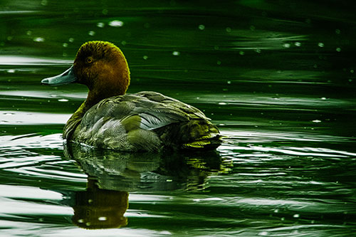 Redhead Duck Floating Atop Lake Water (Green Tint)