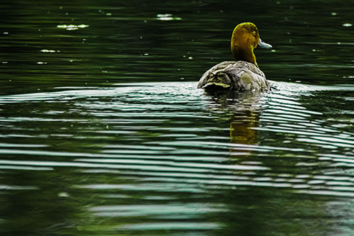 Redhead Duck Swimming Across Water (Green Tint Photo)