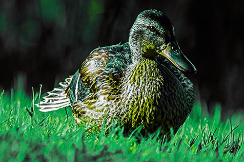 Rested Mallard Duck Rises To Feet (Green Tint Photo)
