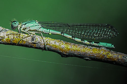 Resting Damselfly Spread Across Branch (Green Tint)