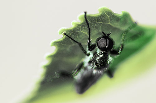 Resting March Fly Seeks Shade Beneath Leaf Petal (Green Tint)