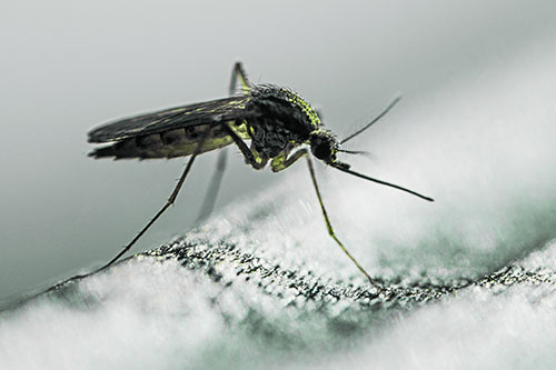 Resting Mosquito Awaits Warmth Among Sunlight (Green Tint)